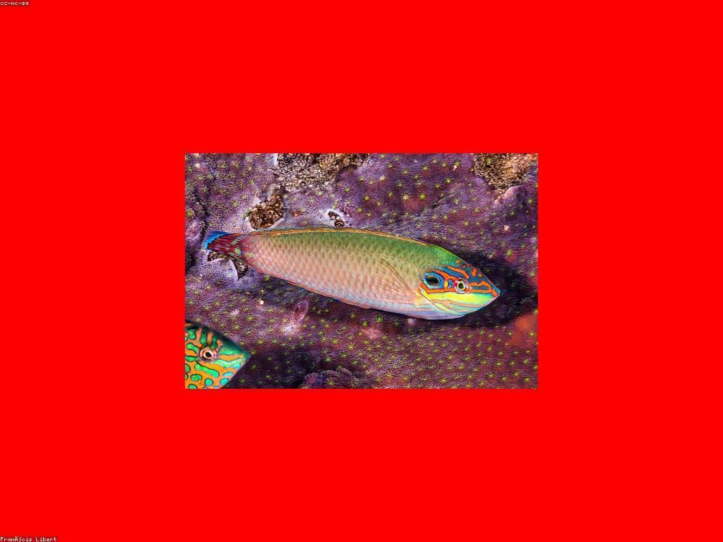 ជីវិតចីរភាពក្នុងសហគមន៍kh19